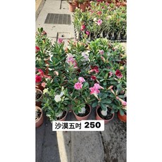 霏霏園藝 沙漠玫瑰，易種植，少澆水, 1個