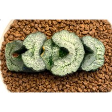 R285 X 復活島 717-24, 1個