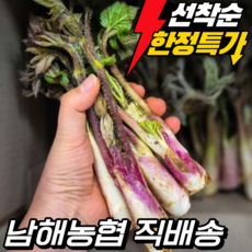 특품 제철 땅두릅 산지직송 수확 신선배송 봄나물, 1개, 250g
