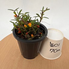 메디오칼카 해피필드 8cm 검포트 난초 꽃 공룡꽃식물원, 1개