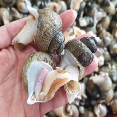 [BJMarket] 국내 자연산 흑골뱅이 1kg (자숙급냉) 국내산골뱅이 한입골뱅이 국산골뱅이, 흑골뱅이 대 (20-40미)