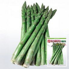 아스파라거스 아틀란틱 혼합 40립 단계별 재배 주말농장 채소씨앗 텃밭종자(AS)