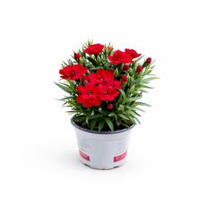 향 카네이션 소형 야생화 화분 미니 선물 봄꽃 베란다 키우기 스승의날 대성식물, 1개, 레드