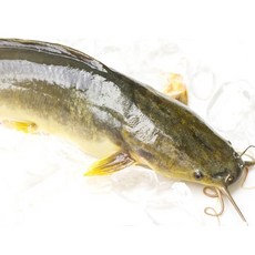 국내산 손질 메기1kg 매운탕소스 추가 민물고기 매운탕, 1.메기1kg, 1개