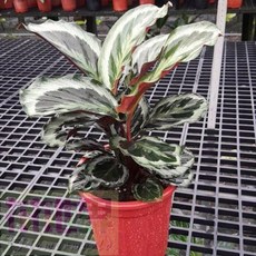 花花世界 室內植物 大孔雀竹芋 6吋盆 15-25cm, 1個