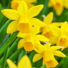 [큐가든] 미니 향기 수선화 구근 테테아테테 2개 유럽직수입 특선 떼떼아떼떼 봄꽃