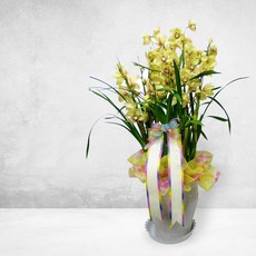 심비디움MTFF020, 서울특별시／광역시／경기도, 베이직, 필요없음