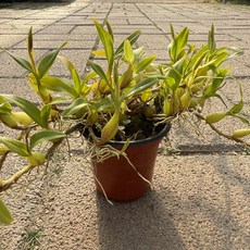 디네마 난초 서양난 디디플랜트, 디네마(기본)