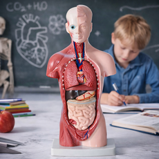 루그리 28CM 인체 해부 피규어 모형, 1개