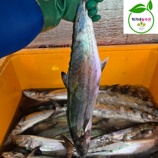 국내산 생물 급냉 순살 삼치 3미 1.2kg - 1.5kg, 1개, [급냉] 순살 삼치 1kg(5-7미)가시제거 순살