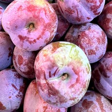 초특가 청담농수산 고당도 피자두, 1세트, 대과 500g