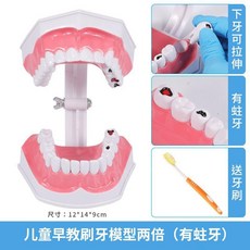 치아모형 치과 양치질 칫솔질 교육용 이빨 모형, B (충치)