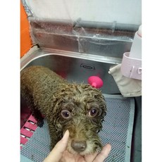 毛本植萃 中式本草潔膚沐浴粉 犬貓適用, 1個, 20克12包, 20g