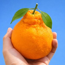 [득템찬스] 제주 명품 하우스 한라봉 못난이 고당도 혼합과, 1박스, 5kg 혼합