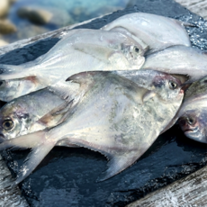 국내산 횟감 병어 1kg 횟감용 생선 구이 조림, 1개, 1kg (급냉, 7~11미 내외)