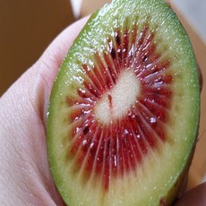 제주 레드키위 고당도레드키위, 1박스, 1.5kg대과