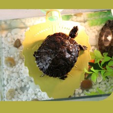 승연이의 추천 스토어 거북이 쉼터 잎사귀 수조 장식 흡착형 휴식 플랫폼 수조휴식공간