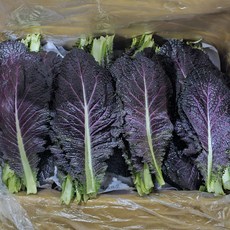 클릭마켓 국내산 적겨자 겨자잎, 1개, 1kg