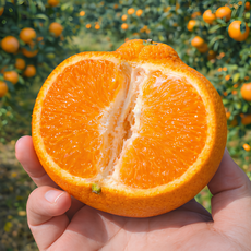 [봄맞이선착순] 하루30박스 제주 햇수확 한라봉, 1박스, 10kg