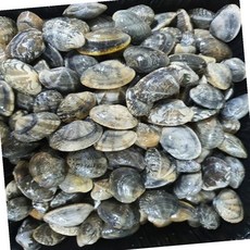 VDD 연안 바지락 1kg 국내산 해산물 조개요리, 1개