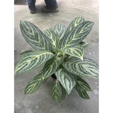 霏霏園藝 仿真植物 居家綠植擺飾 葉片紋路優雅, 1個