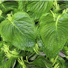 당일채취 바라깻잎 찹찹이 깻잎, 1개, 1kg