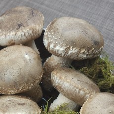 [송산드림] 송화버섯 송고버섯 솔송화버섯 농가직송 국산 무농약 가정용 식당용 선물용, 1박스, 1kg