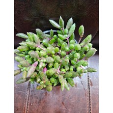 팅커벨 진주목걸이(루비), 1개