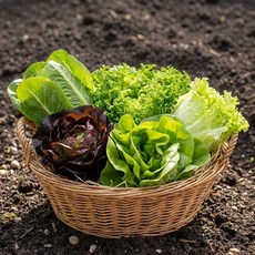 유러피안 샐러드 채소 믹스 샐러드용 쌈채소 모둠 신선채소 당일수확, 1개, 600g