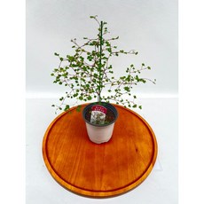 에스토니 뮬렌베키아 소품 인테리어식물 카페식물 반려식물 제이팜, 1개