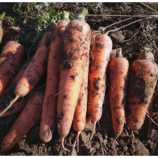 [한정수량] 매일주스용 구좌당근 고당도아삭 제주당근, 1박스, 3kg