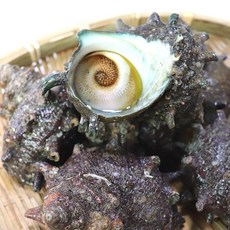 자연산 통영 생물 활 뿔소라, 1개, 1kg