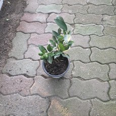 낑깡나무 과실수 중품 월동식물 에이피플랜츠, 1개, 기본