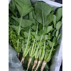 [국내산] 산지직송 포천 여린 열무 연하고 아삭싱싱한 포천열무, 1개, 2kg