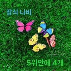 하와이 훌라춤 비슬 훌라 트로피컬 잎 테마 의상