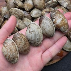 전남 고흥 왕바지락 2kg