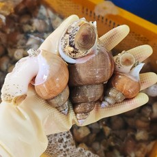 강원도 동해바다 조업 자연산 활 백골뱅이 생물발송 당일발송, 1개, 대(15~25미) 1kg