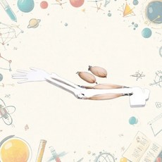 학교 과학 실험실 생물 수업교구 인체모형 팔근육 모형 첫과학 과학실험 과학실, 1개, 상세페이지참조