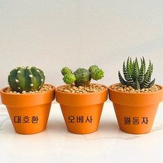 산아래 다육이 대호환 오베사 월동자 3개 선인장 화분