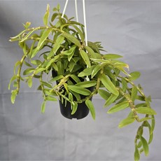 로드게시/꽃망울 나옴, 1개