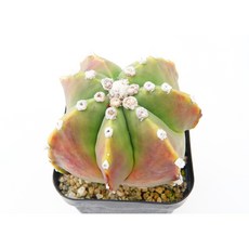 홍엽몬스터난봉옥 실생 동일품-260201 코덱스 아프리카식물 멸종위기 희귀선인장