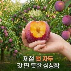 김천 노지 대석자두 중과, 1박스, 1kg(24~26과)