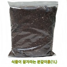 도도팜 아이비 식물/스킨답서스 행운목 개운죽 풍란 행운목 테이블야자 호야 산호수 율마 천냥금 오렌지자스민 수퍼바 산세베리아 금전수 스파트필럼 스투키 문샤인 남천 고무나무, 69. (1개) 식물이잘자라는상토흙 1개, 1개