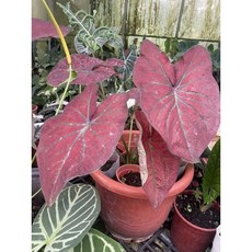 霏霏園藝 阿波羅火焰彩葉芋 色彩鮮明易於照護 母親節盆栽禮物推薦 為居家空間增添熱帶風情