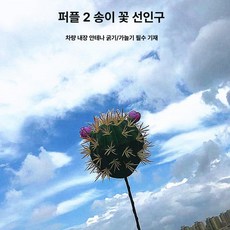 머스코 자동차 선인장모형 안테나 볼 장식용품, 퍼플 플라워 선인장
