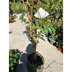 霏霏園藝四季紅鑽樹葡萄早生 花果同株 高度240公分買大送小, 1個