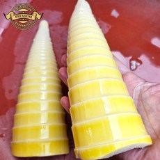 [프리미엄 국내산 죽순] 거제도 프리미엄 햇죽순 수확 삶은죽숙국산, 1개, 10kg