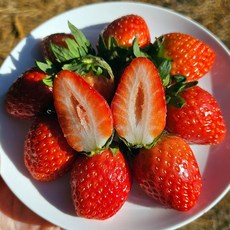 고령 논산 설향 딸기 논산딸기 생딸기 고령딸기 겨울딸기 당진딸기 햇딸기, 1개, 1kg 40-60과