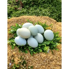 난각번호 1번 늘푸른계란(풍각농장) 청계닭 유정란 자연교배 신선란, 30구, 1개