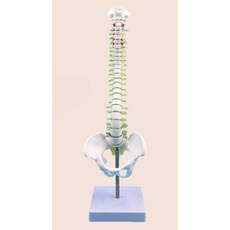 척추 골반뼈 모형 요추 학교 병원 의학 교육용, 45CM 수직 척추골반, 1개